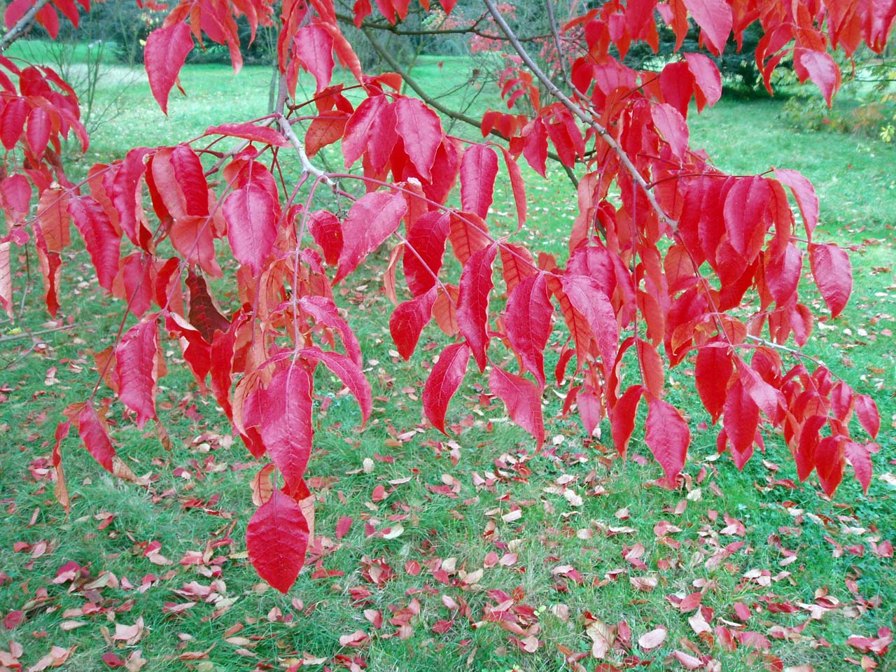 Vernis de Chine (feuilles)